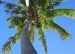 palmi.jpg